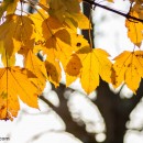 Autumn Photo Journey