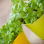 young spinach and parsley growing in pots, spinach salad ideas