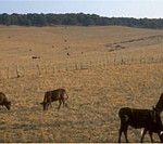 Grazing leads to desertification.