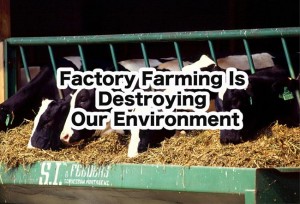 Factory Farming Is Destroying Our Environment | Organictalks.com