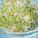 Growing sprouts – How to grow your own superfood in your kitchen!