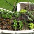 The Secret to Building a Salad Keyhole Garden