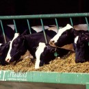 Factory Farming Is Destroying Our Environment